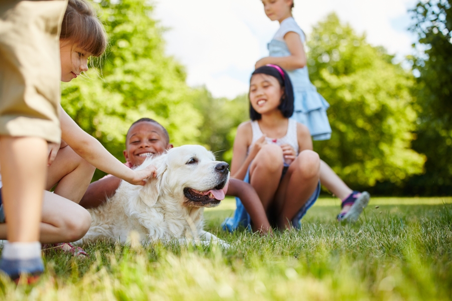 Pies Golden Retriever - czy jest odpowiedni dla rodzin z dziećmi?