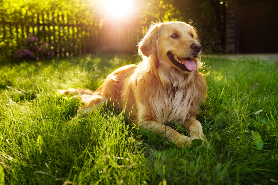 Pies Golden Retriever - opis rasy