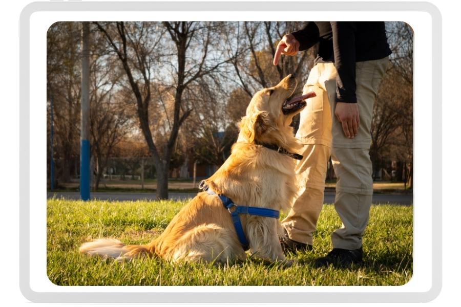 Szkolenia psów rasy Golden Retriever - kiedy zacząć?