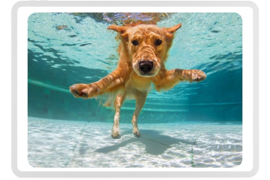 Aktywność psa rasy Golden Retriever - zabawy i akcesoria