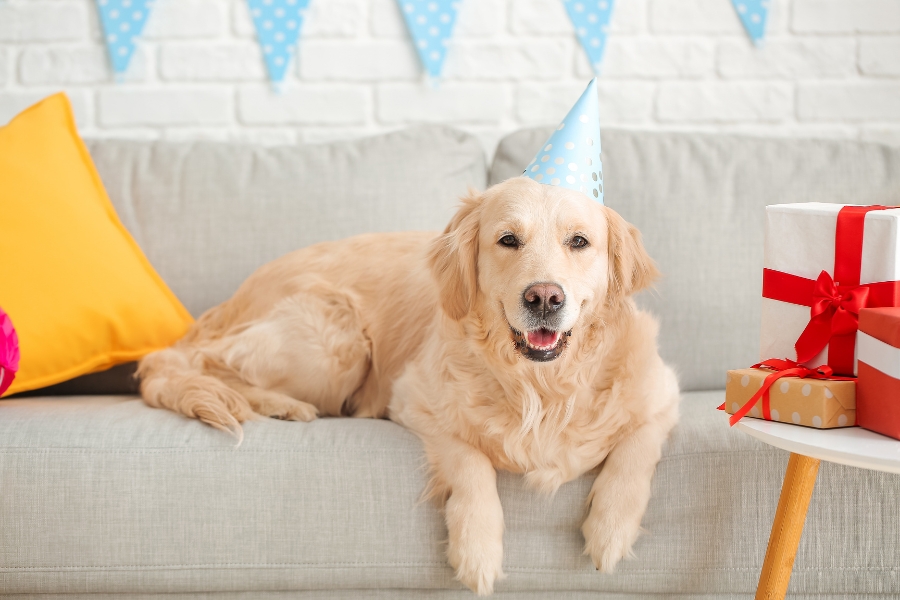 Jaka jest długość życia psa rasy Golden Retriever