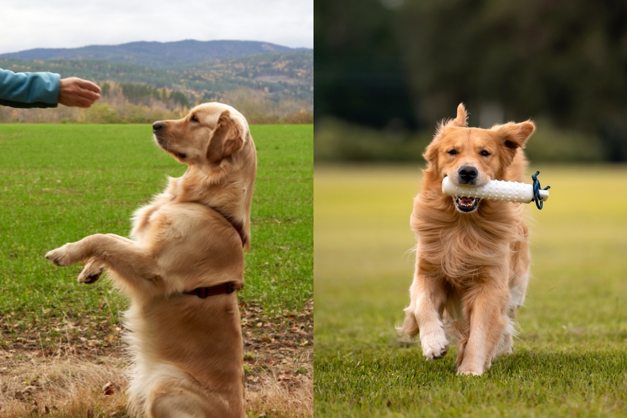 Pies Golden Retriever - jak wyszkolić tą rasę?