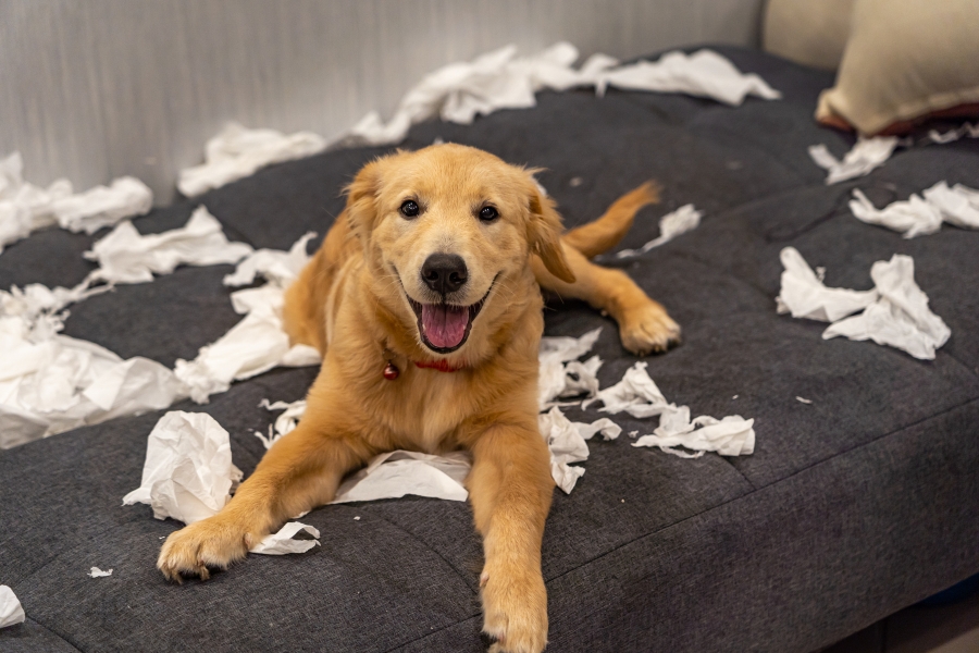 Jak dobrze wychować szczeniaka rasy Golden Retriever