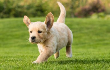 Szczeniak golden retriever