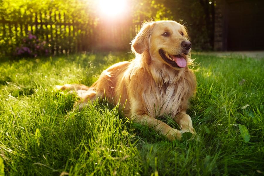 Pies Golden Retriever - opis rasy