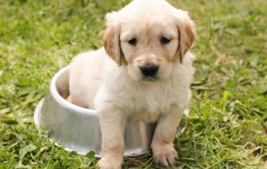 Golden retriever szczeniak