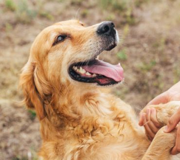 Pies golden retriever pupil domowy