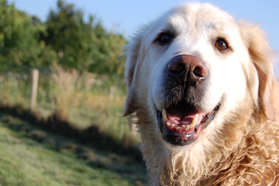 Rasa golden retriever 