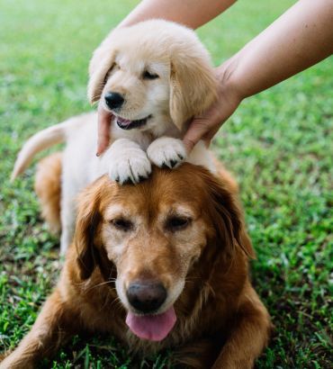 Psy rasy golden retriever