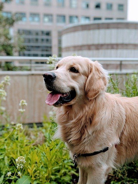 Golden retriever ile kosztuje?