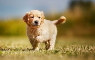 Pies golden retriever szczeniak