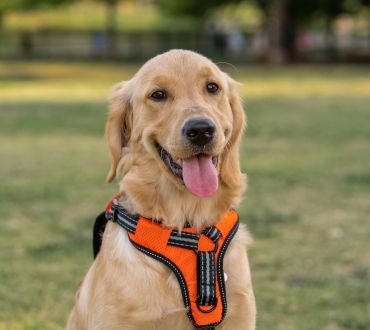 Pies przewodnik golden retriever