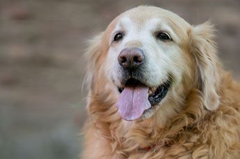 Przyjaciel człowieka golden retriever